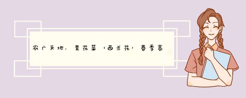 农广天地：青花菜（西兰花）春季高产栽培技术视频