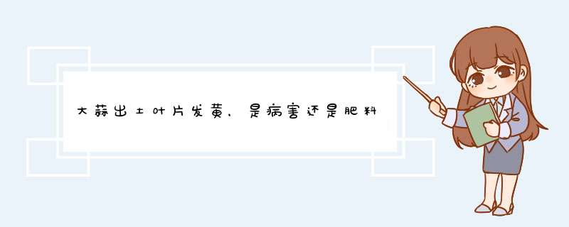 大蒜出土叶片发黄，是病害还是肥料不足？,第1张