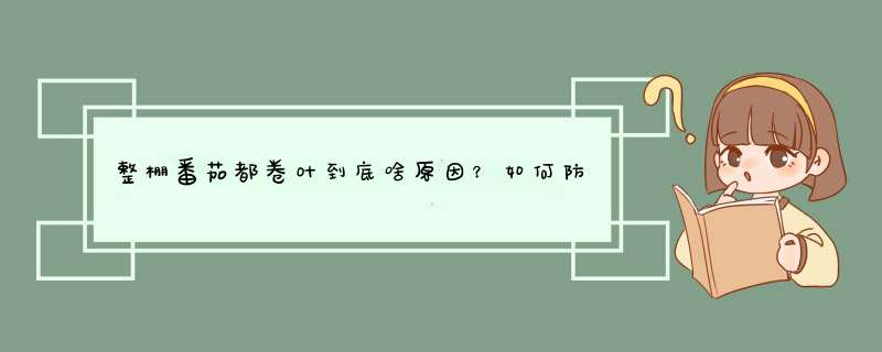 整棚番茄都卷叶到底啥原因？如何防治？,第1张