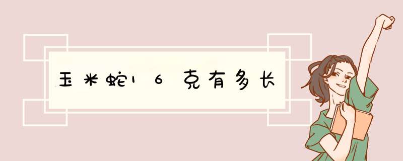 玉米蛇16克有多长