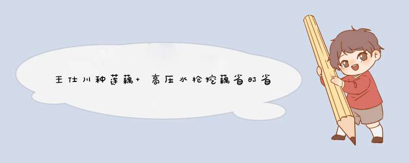 王仕川种莲藕 高压水枪挖藕省时省力增效益,第1张