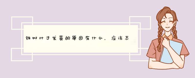 铁树叶子发黄的原因有什么，应该怎么去补救？,第1张